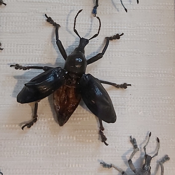 Framed Taxidermy Real Bug Art 7" x 8½" - Picture 4 of 5
